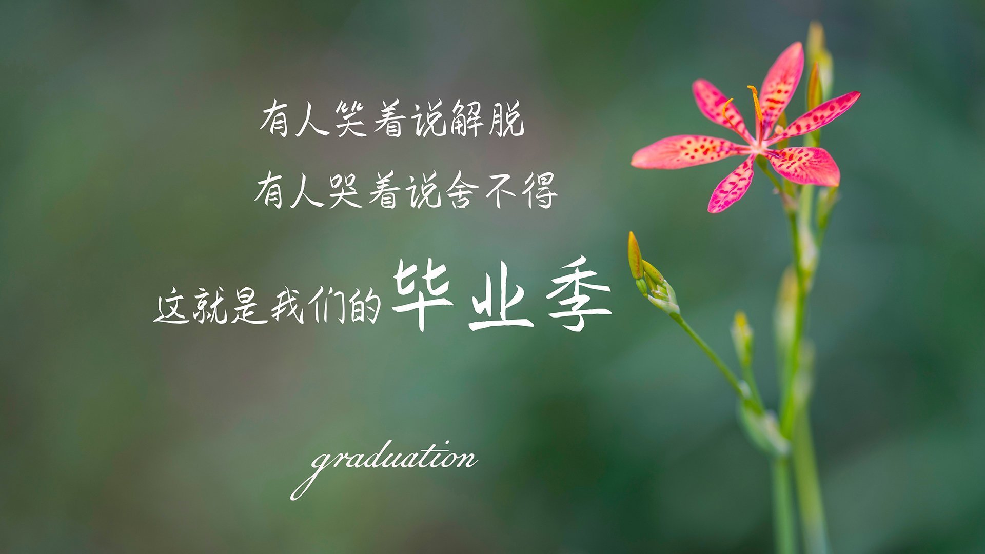 旧神之舞，威廉姆斯横扫索伯，勒克莱尔君临天下