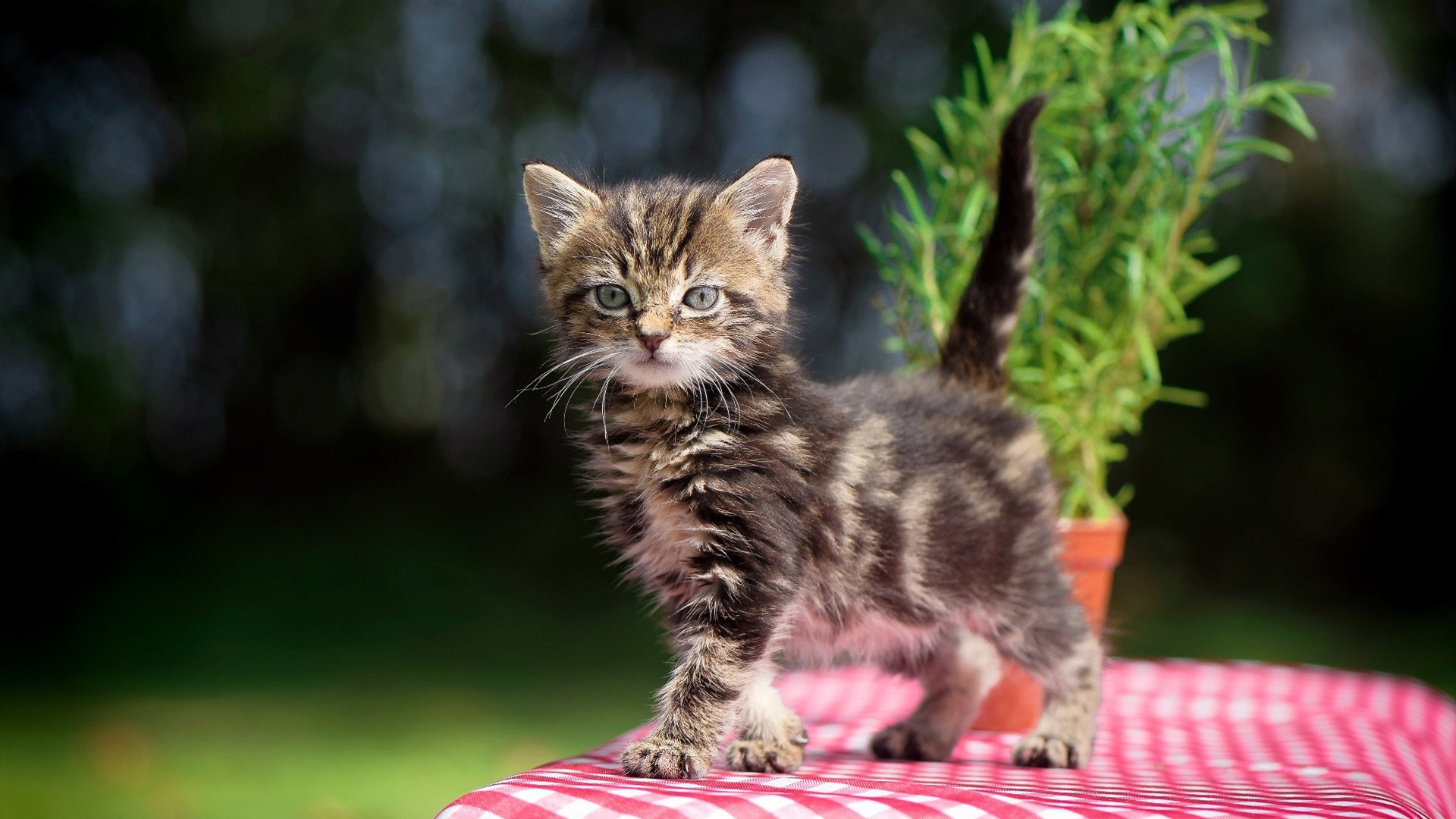 唯一的火焰，穆雷年终总决赛绝杀美网，一场穿透生涯阴霾的制胜分