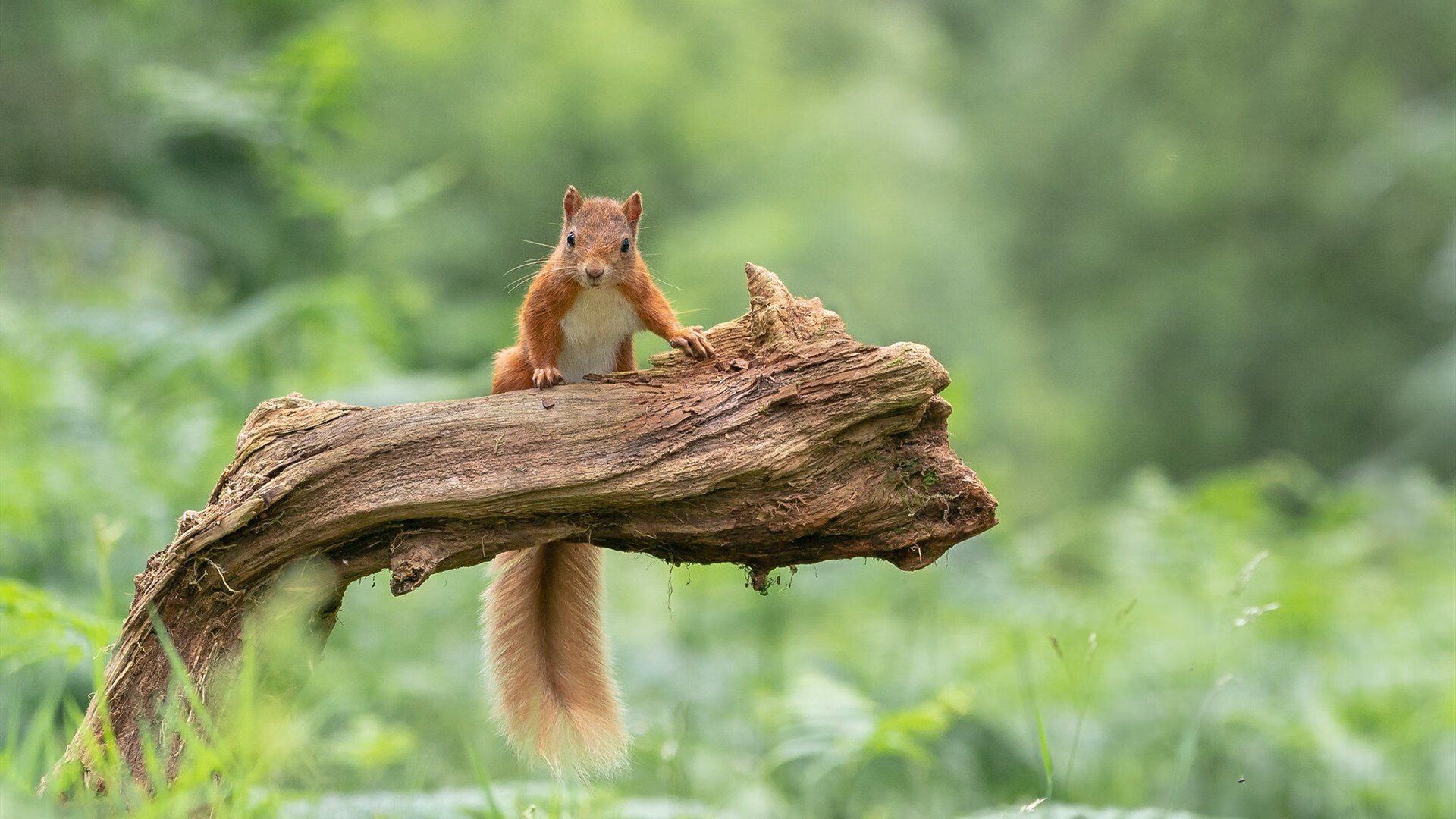 宿命的回响，从年终决赛到戴维斯杯，阿尔卡拉斯如何以一场逆转定义统治