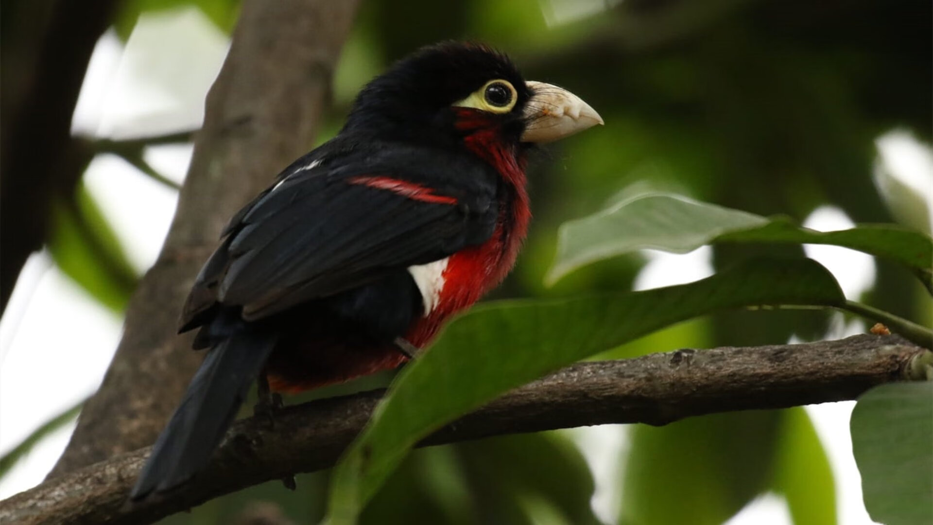 夜神降世,意甲焦点战之夜,乔治单骑彻底打爆防线