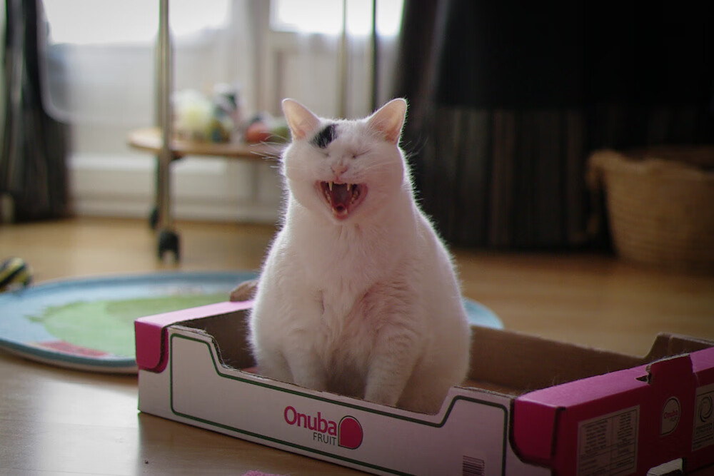 跨界唯一性,从火箭血拼太阳到2026世界杯—马克西如何定义体育传奇