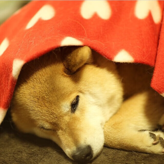 苍穹之壁,金玟哉与2026世界杯的东方黎明