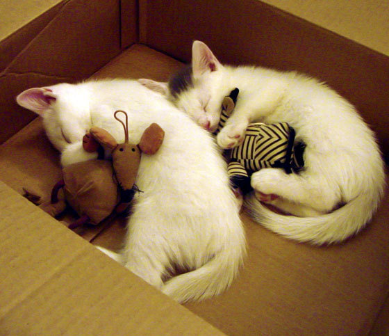 1.破冰者诞生!阿劳霍一锤定音刷新历史,加拿大终结冰岛神话