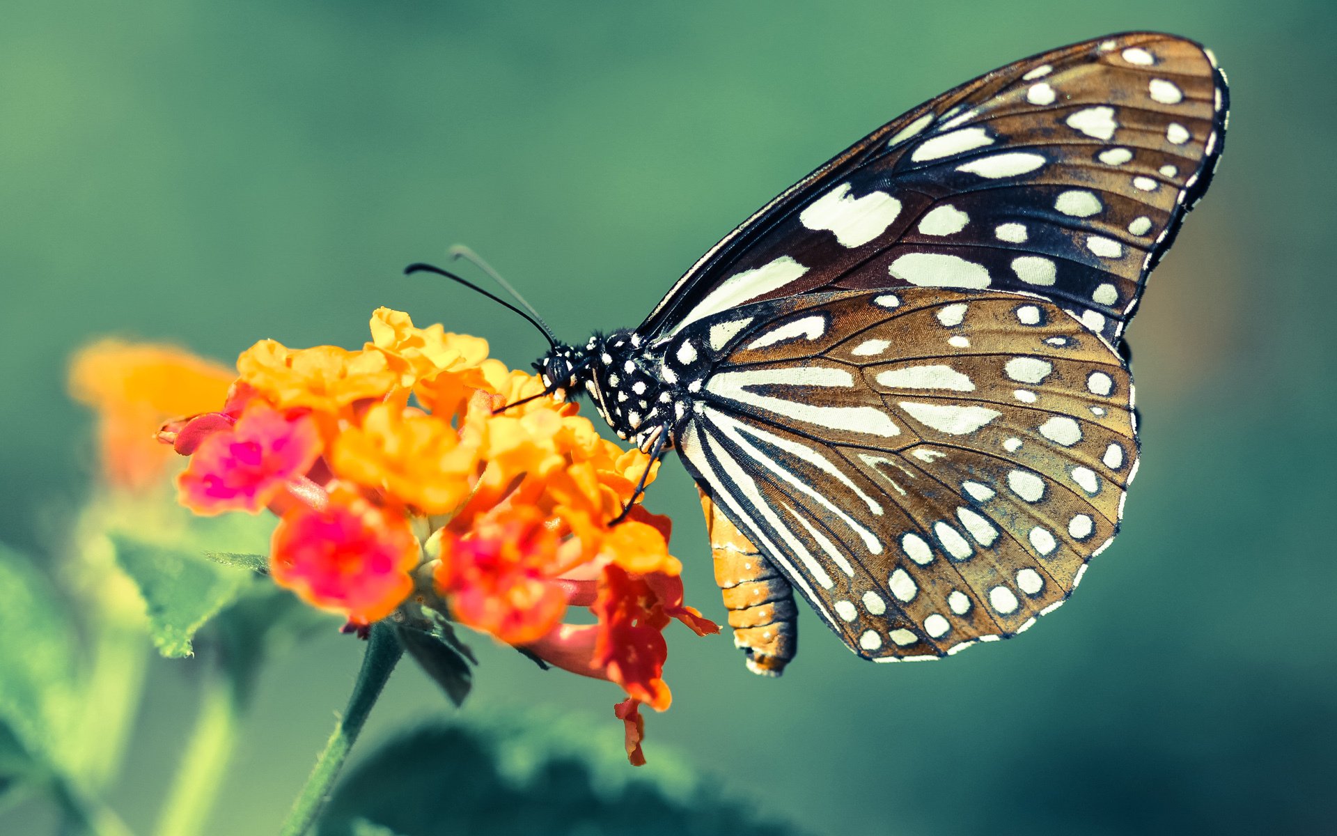 1.破冰者诞生!阿劳霍一锤定音刷新历史,加拿大终结冰岛神话