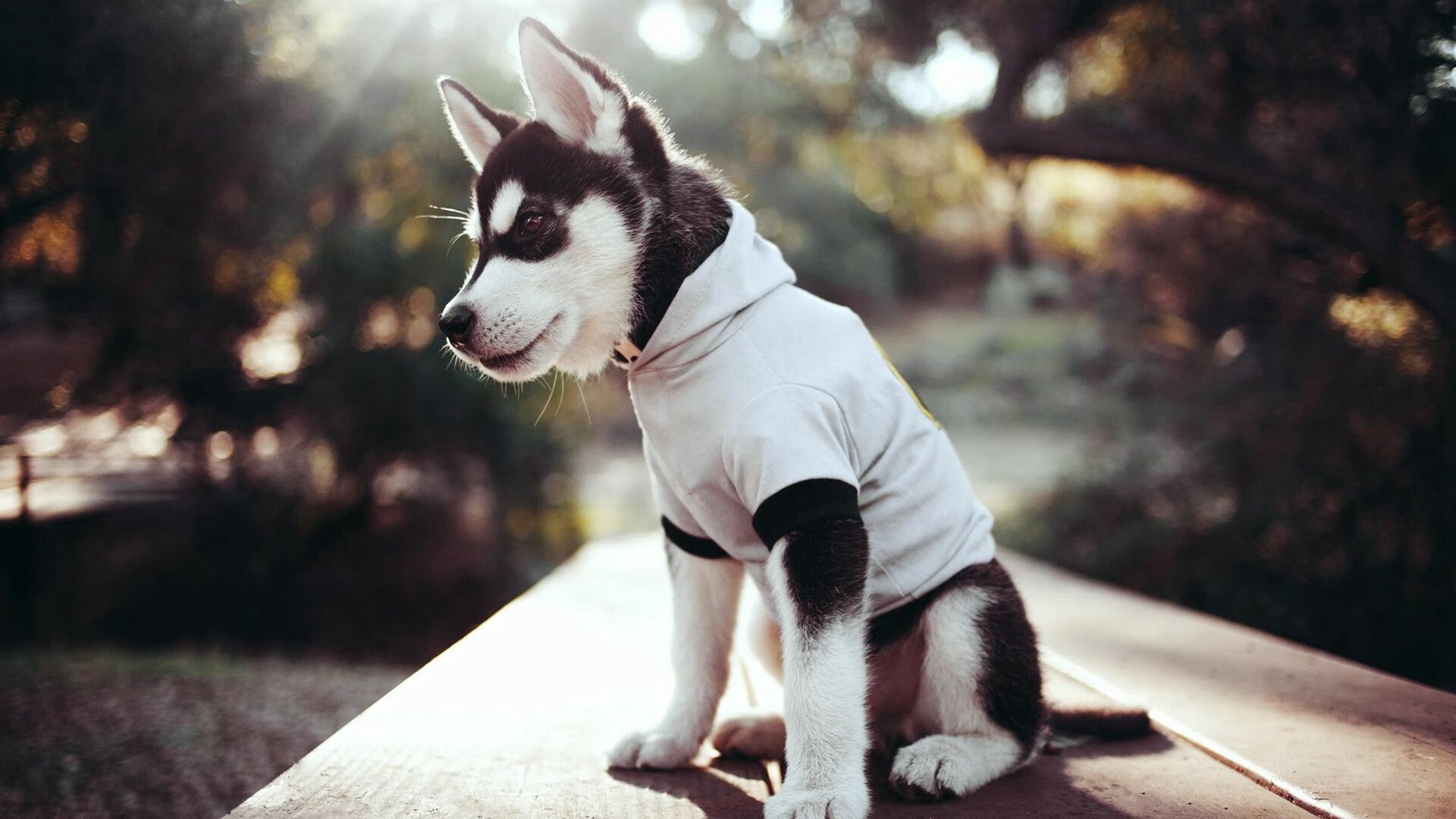 马克西41分击溃活塞,挥别戈贝尔的爵士,迎来真正新王