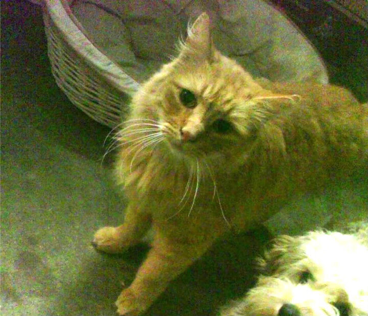 盾牌变长矛，森林狼加时险胜活塞，戈贝尔打出生涯最全面比赛