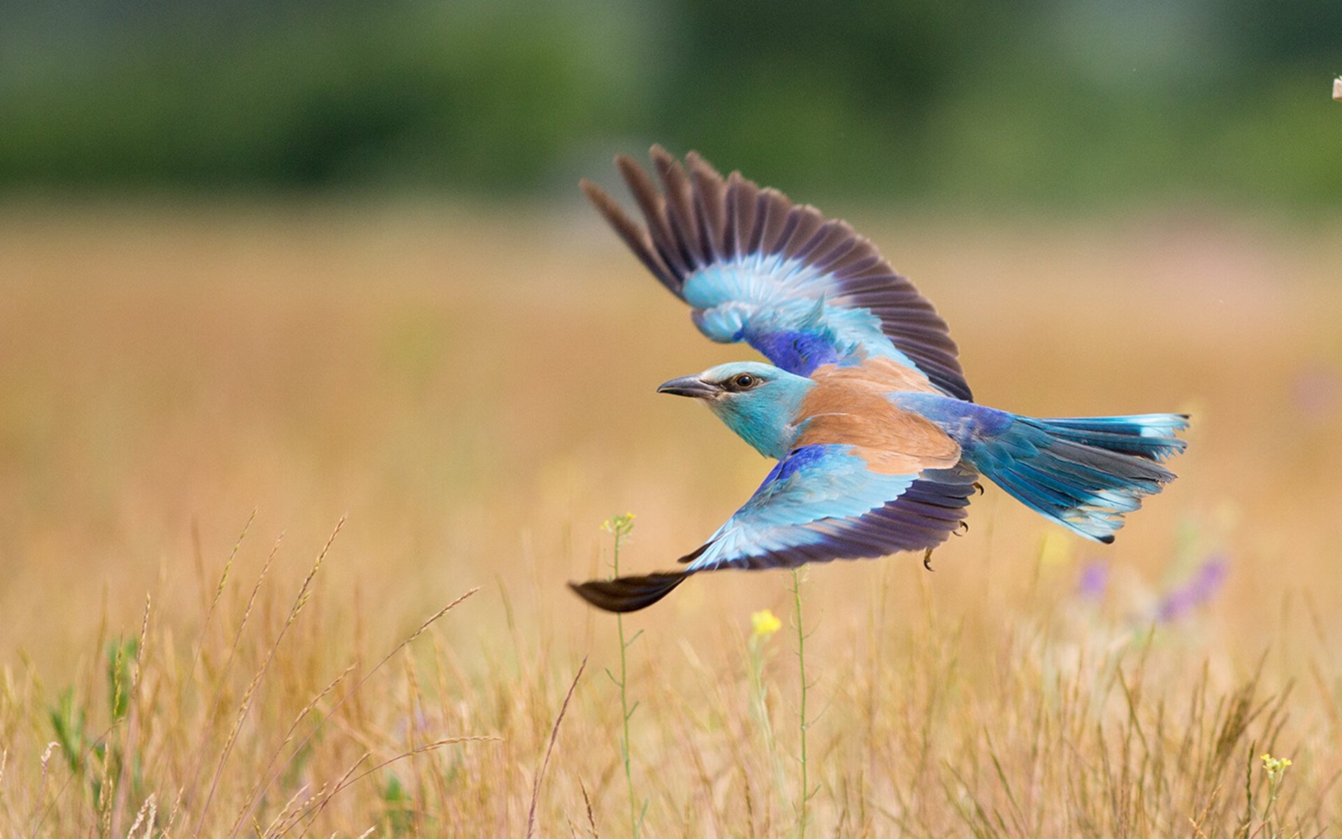 2026世界杯的非正式传奇,当皇马球衣斩落秘鲁,一场跨越时间的足球寓言