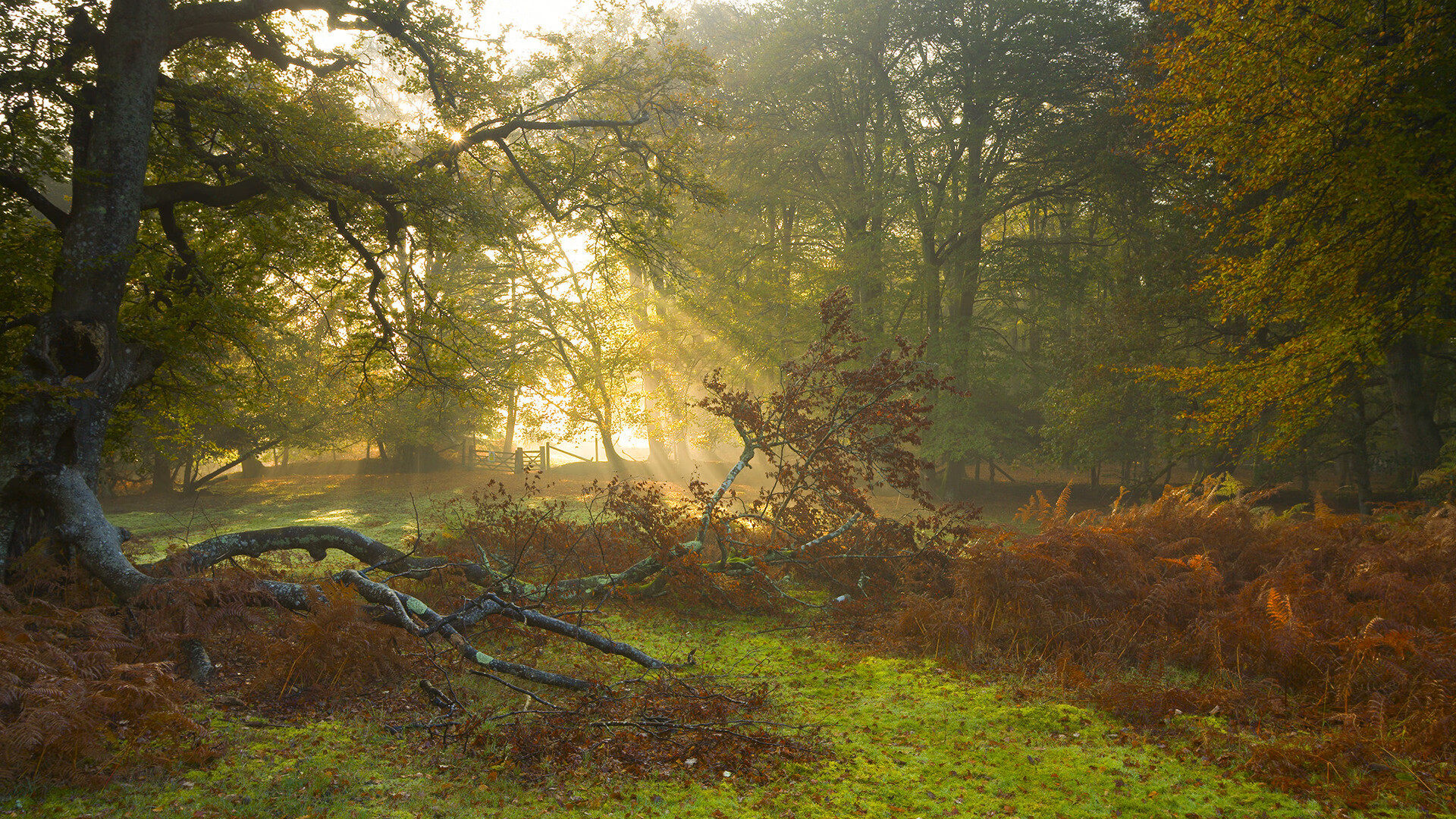 比利时风暴席卷德甲天王山,锋矛刺穿瑞士盾,争冠天平瞬间倾覆