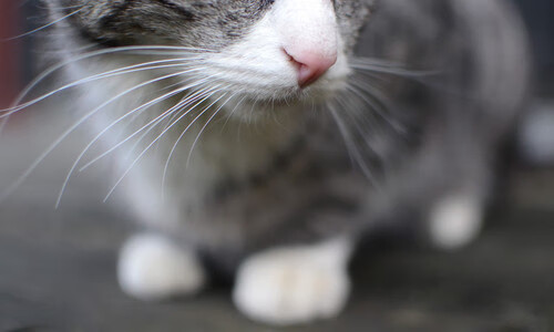 埃及的启示与若日尼奥的证明,跨越时空的价值回响