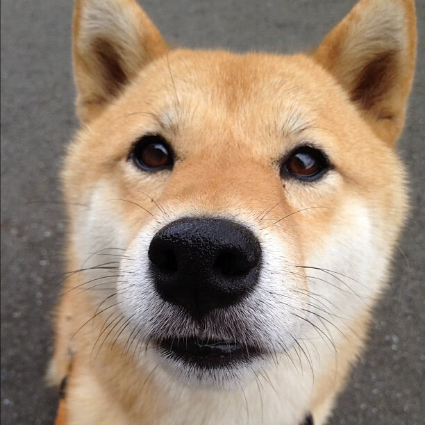 极速弯道,当控卫车神莫兰特在雷霆关键战中突围森林狼弯道