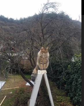 压哨绝杀!迪亚斯加时赛一剑封喉,毕尔巴鄂竞技气走费内巴切