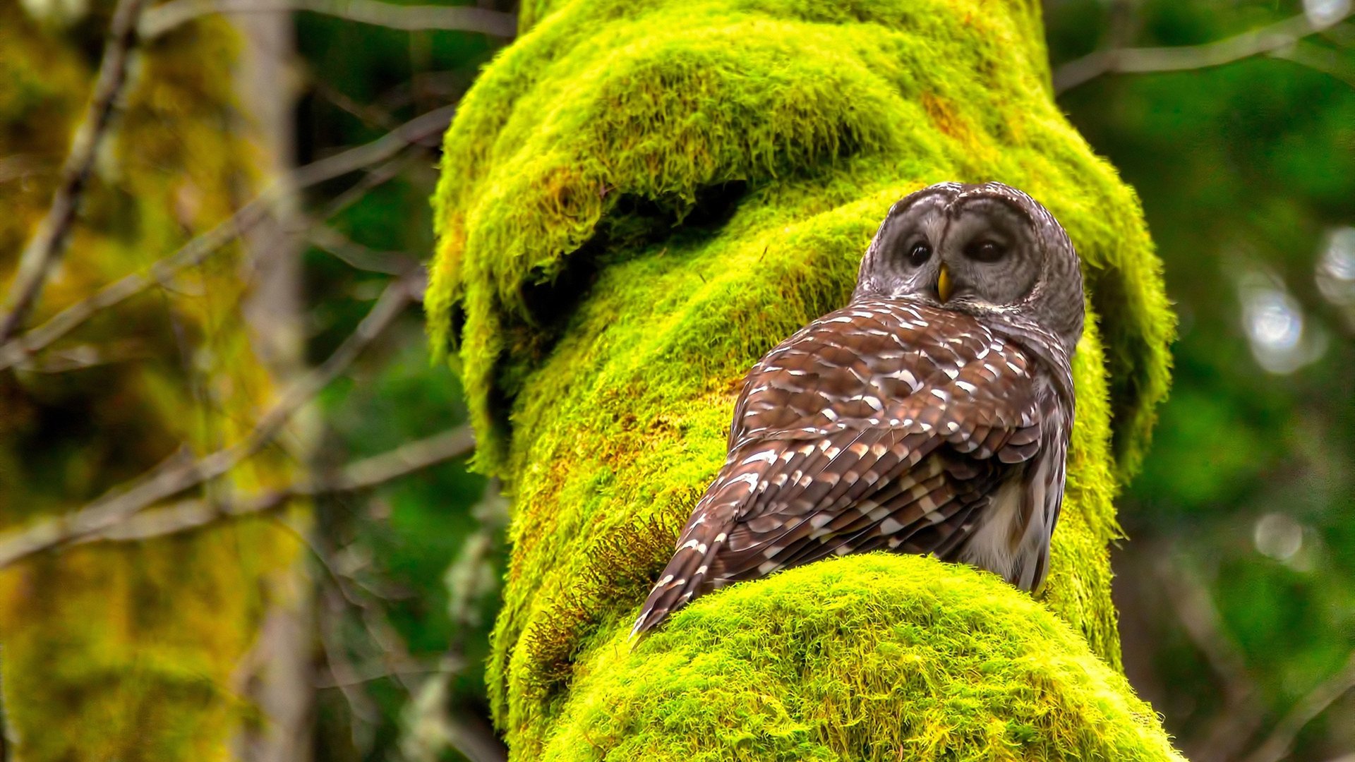 中国红龙强势晋级罗马决赛,卡塞米罗关键先生闪耀绿茵场