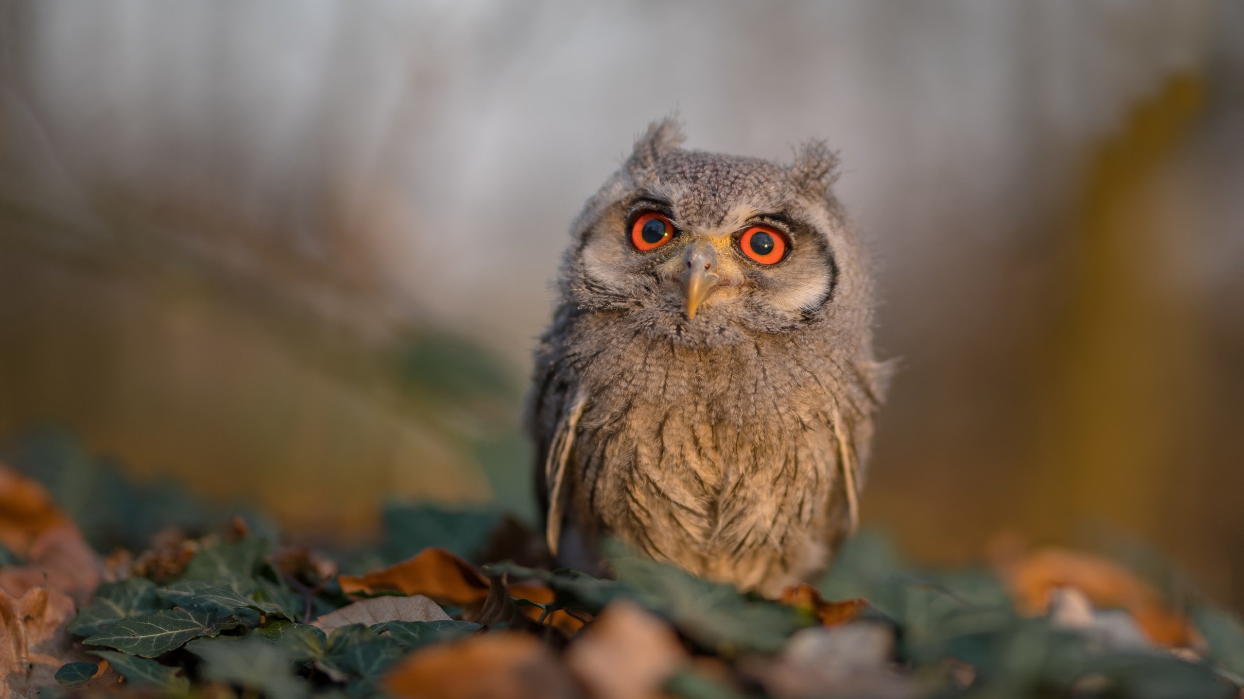 李刚仁连续得分奠定胜局，几内亚对阵摩纳哥赛事回顾