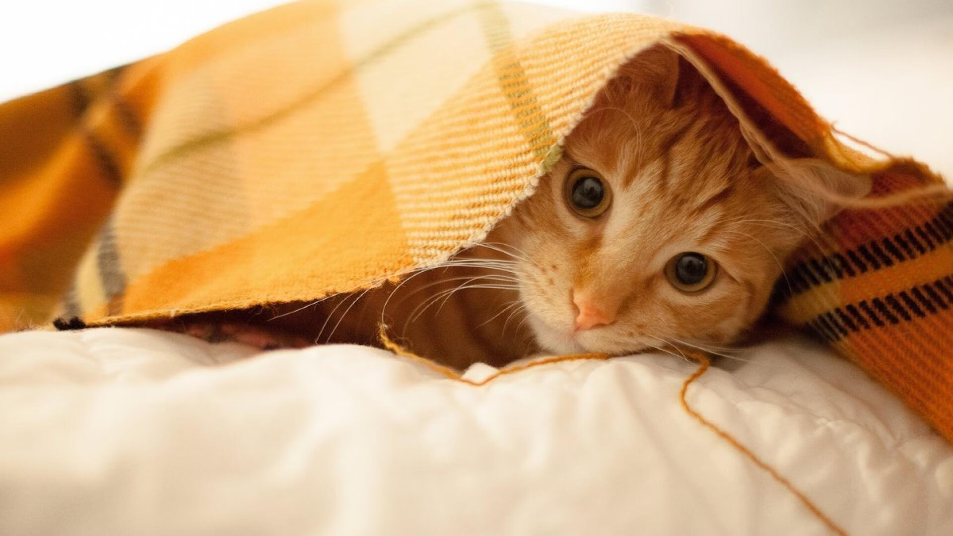 冰与火之歌，当开拓者冻结悬念，英格拉姆点燃赛场