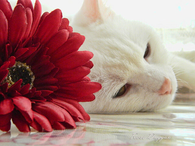 烈火与坚冰的对决,库里如何用节奏融化北京队的铁血防线