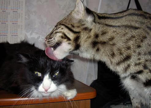 孤独的枪响，利拉德如何用一记绝杀重新定义超级巨星