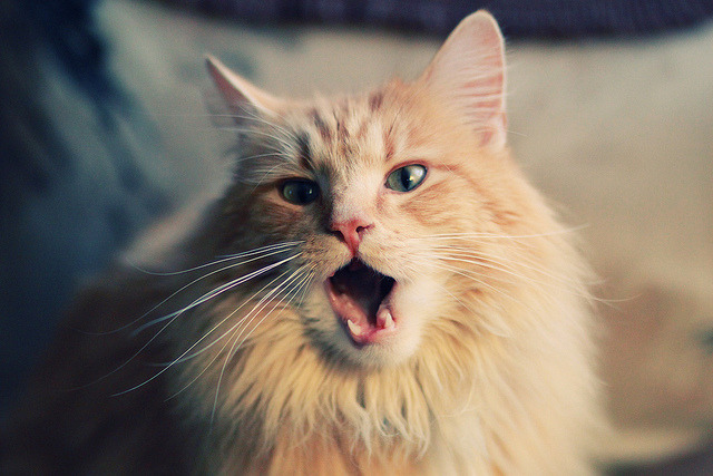 森林狼主场惊雷，保罗点石成金粉碎独行侠