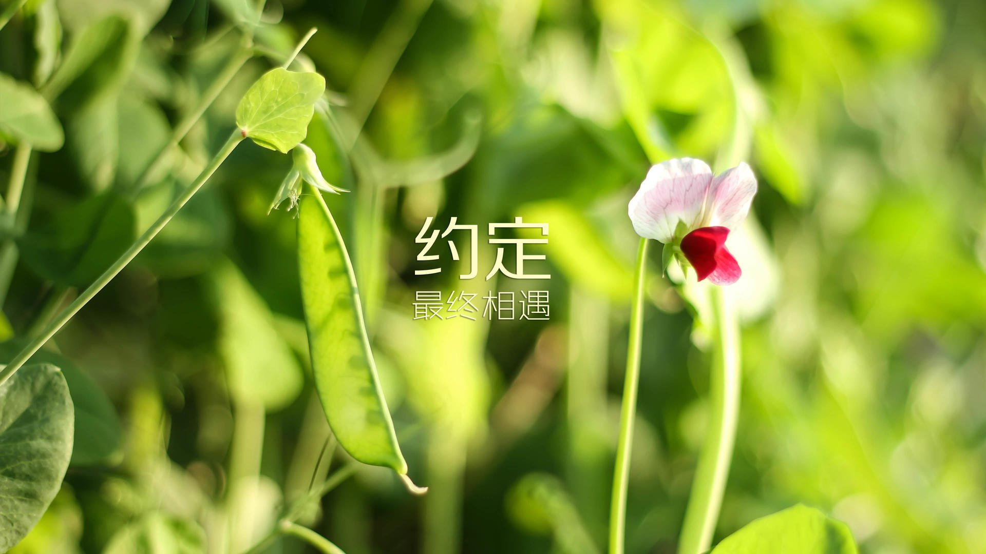 当阿育王旗飘扬在绿茵之上，2026世界杯G组恒河洪水淹没三狮军团